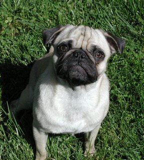 Arnie -- my newest agility pug. He's a 3-year old