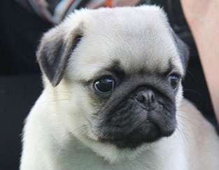 pug of the month