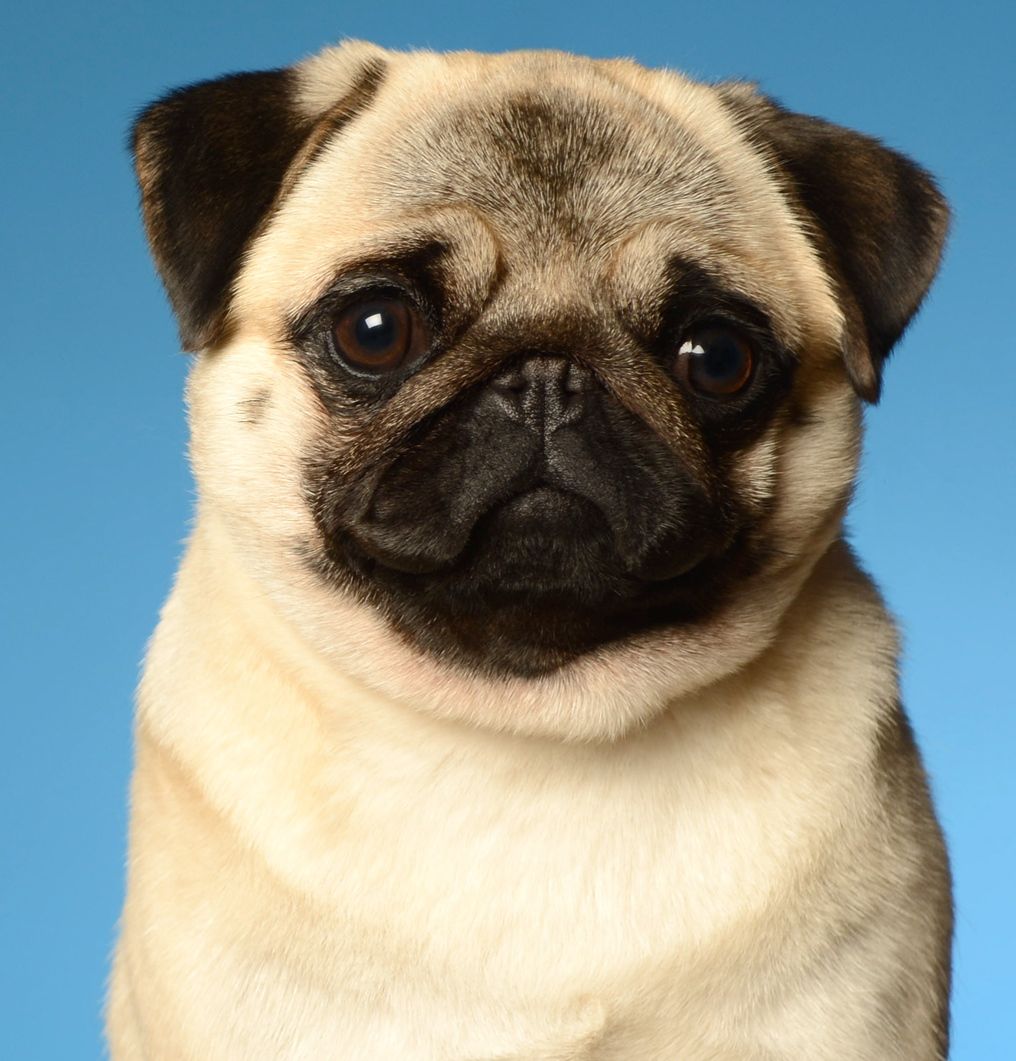 Pug of the Month May 2014 - Northern California Pug Club